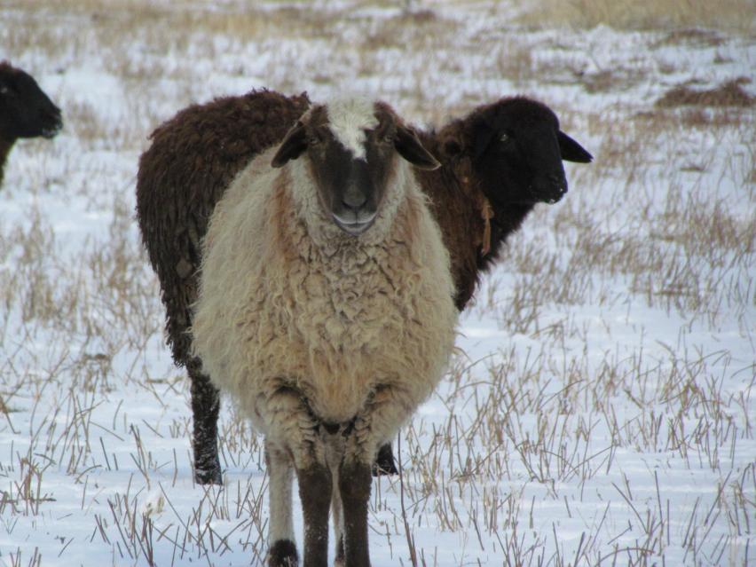 Mutton in Issyk-Kul