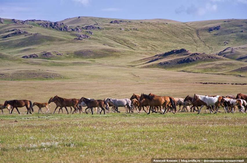 Herd of horses Kyrgyzstan