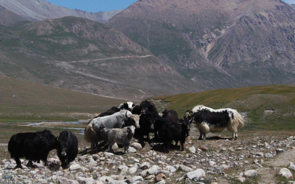 Yaks at Tosor Pass