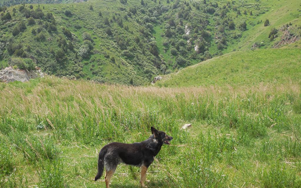 Chunkurchak