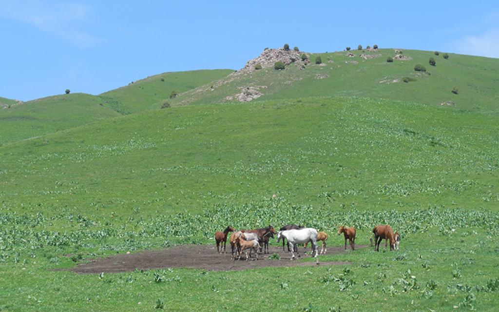 Chunkurchak