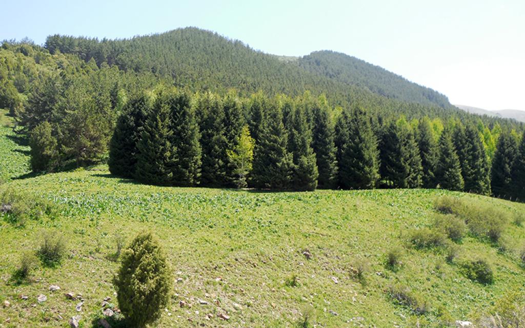 Baichechekei