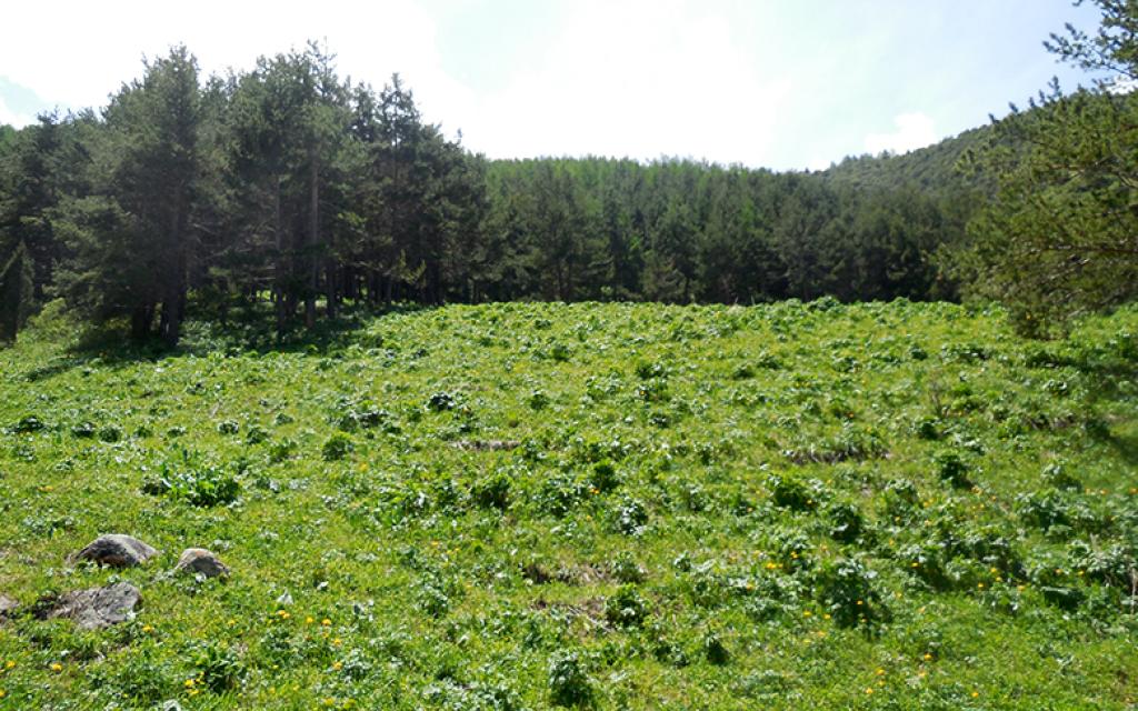 Baichechekei