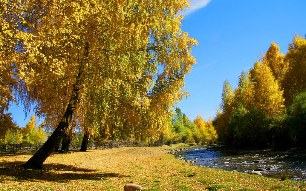 Talas
