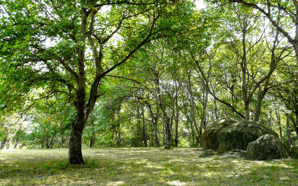 Walnut and fruit forests of Arslanbob