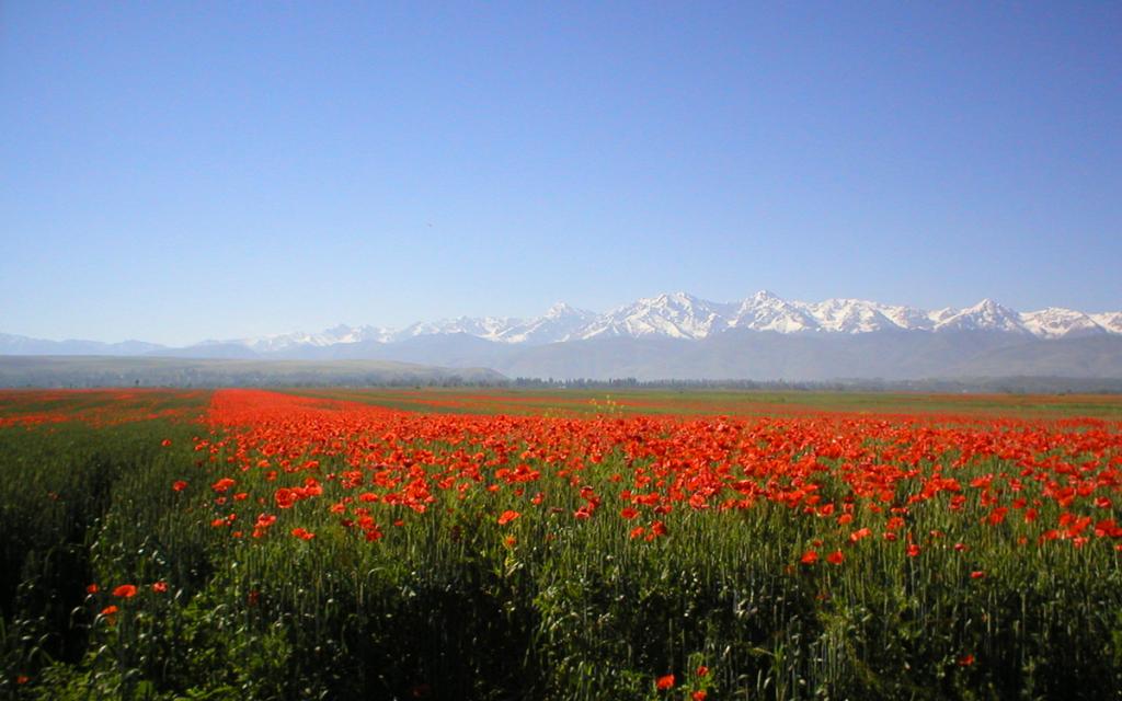 Kyzyl-Kiya